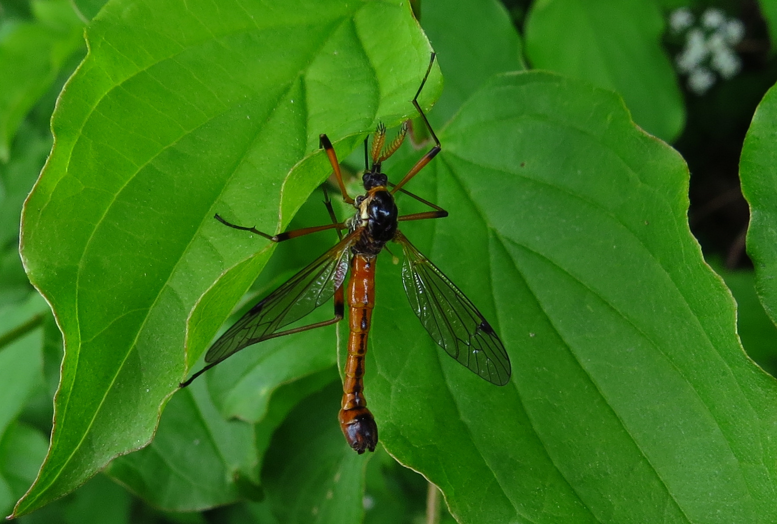 Tanyptera atrata, Männchen