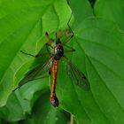 Tanyptera atrata, Männchen