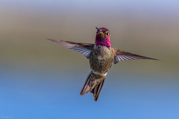 Tanz- äh Flugshow direkt vor meinen Augen…