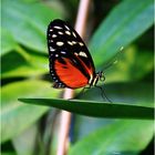 Tanz auf dem Blatt