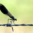 Tanz auf dem Drahtseil