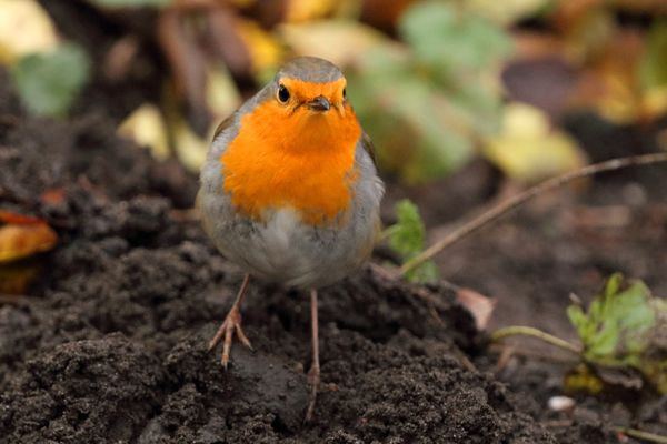 Tanz auf dem Maulwurfshügel