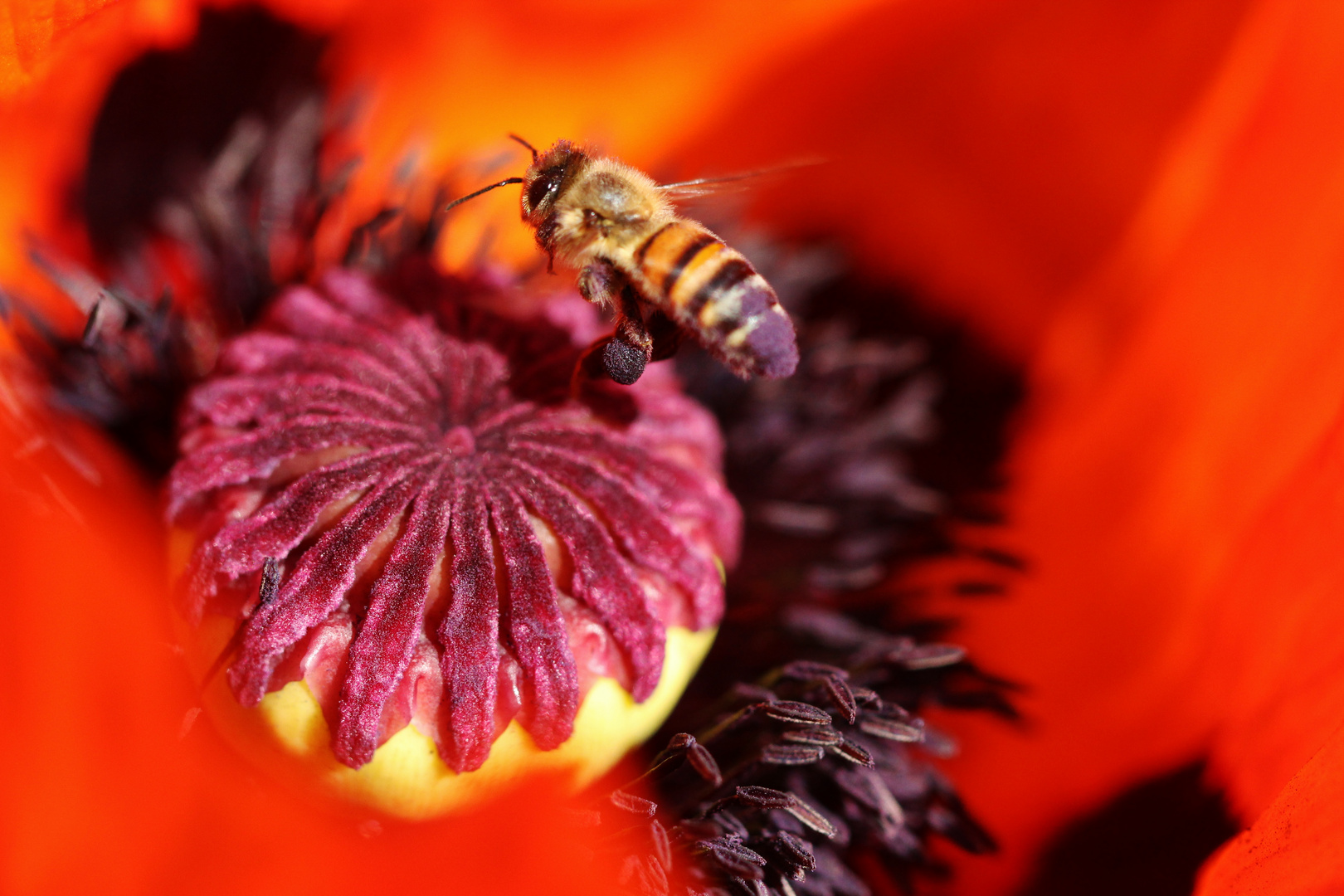 Tanz auf dem Mohn