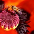 Tanz auf dem Mohn