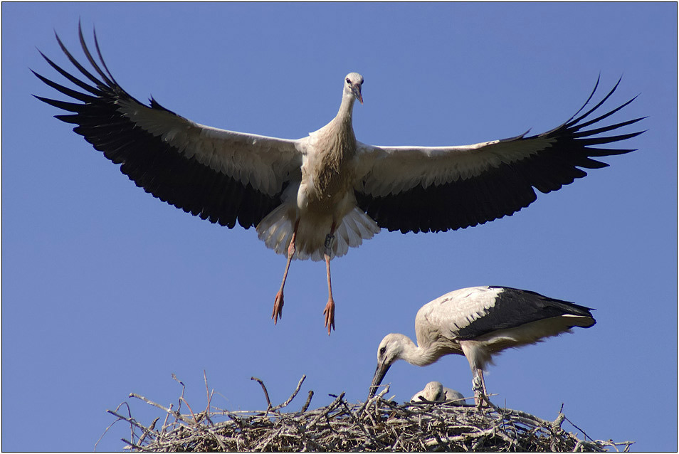 Tanz auf dem Nest