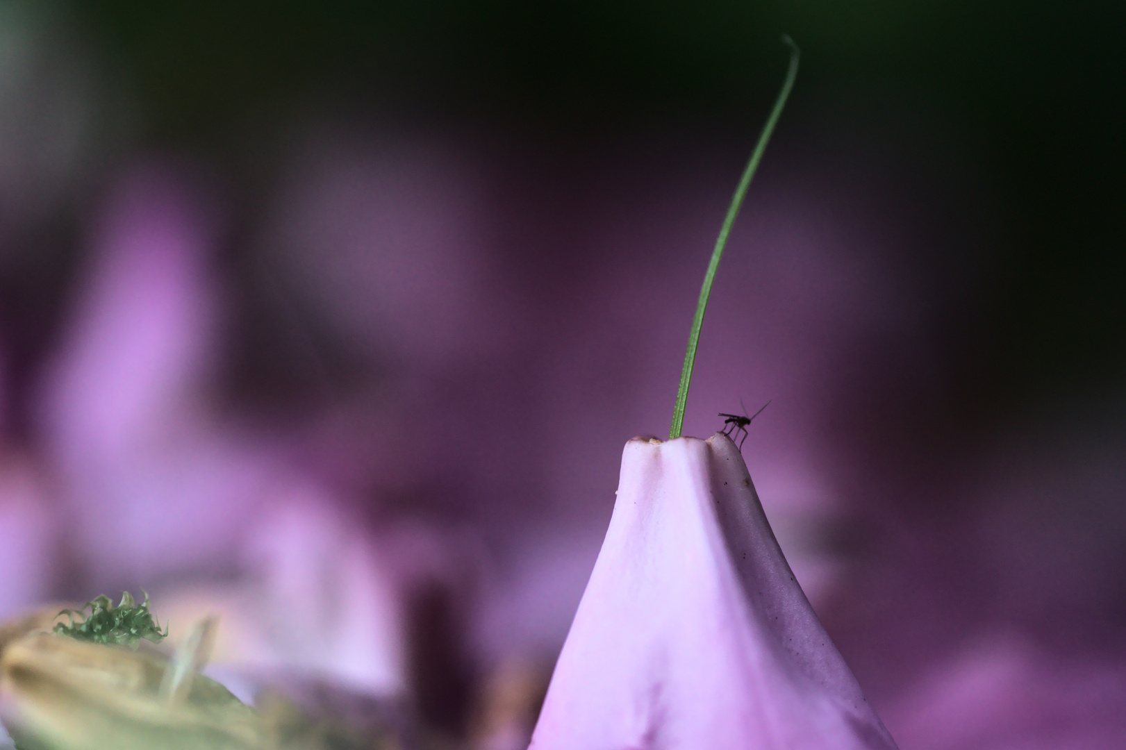 Tanz auf dem rosa Vulkan