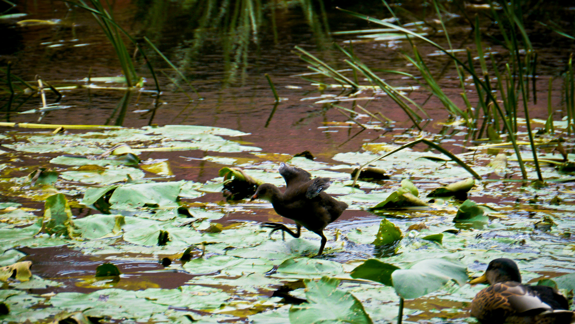 Tanz auf dem Wasser