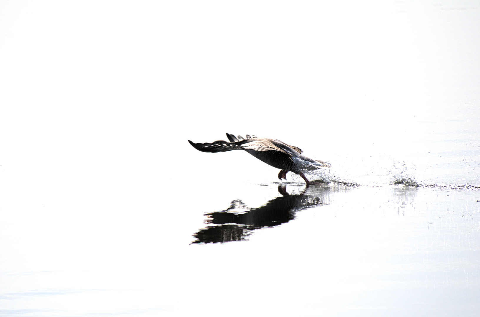 Tanz auf dem Wasser