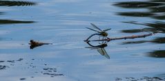 Tanz auf dem Wasser