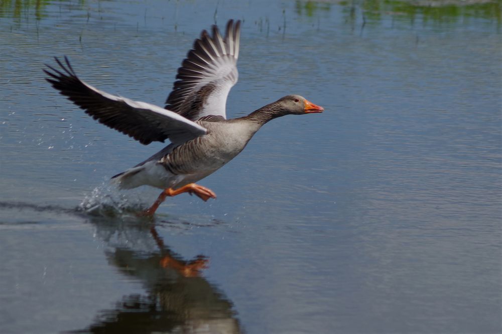 Tanz auf dem Wasser