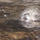 Tanz auf dem Wasser