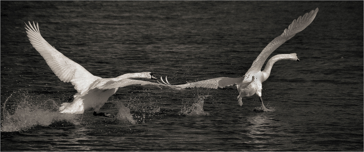 TANZ AUF DEM WASSER