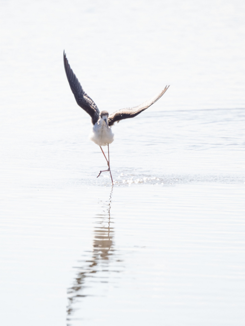 Tanz auf dem Wasser