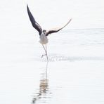 Tanz auf dem Wasser