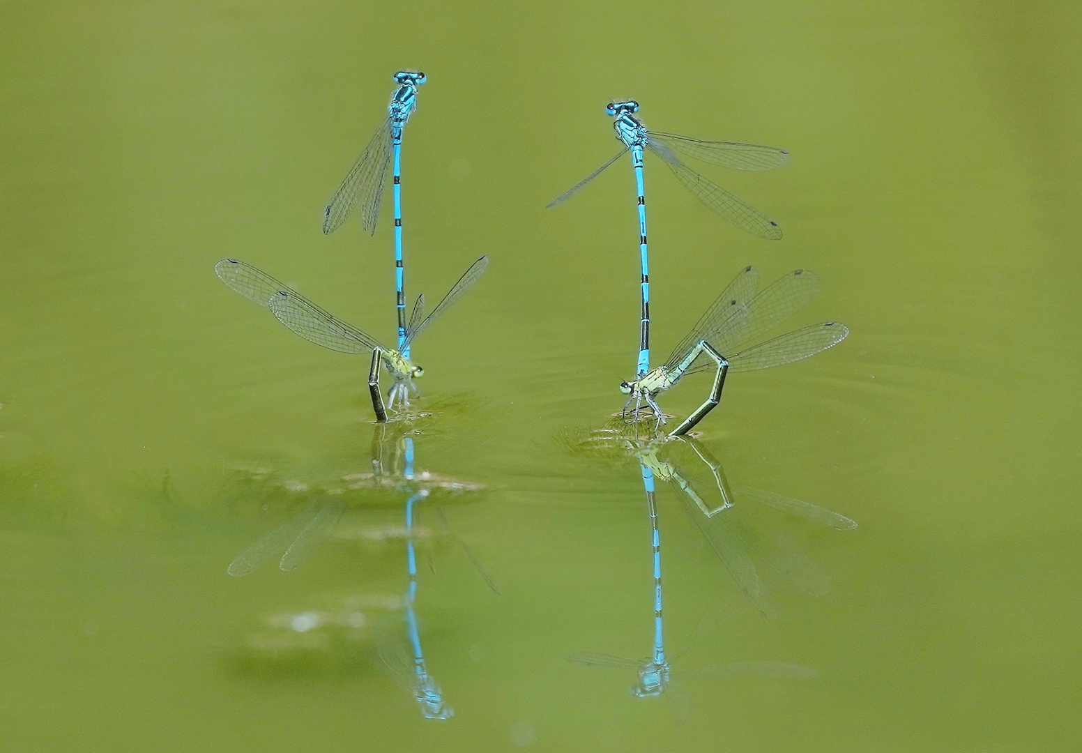 Tanz auf dem Wasser