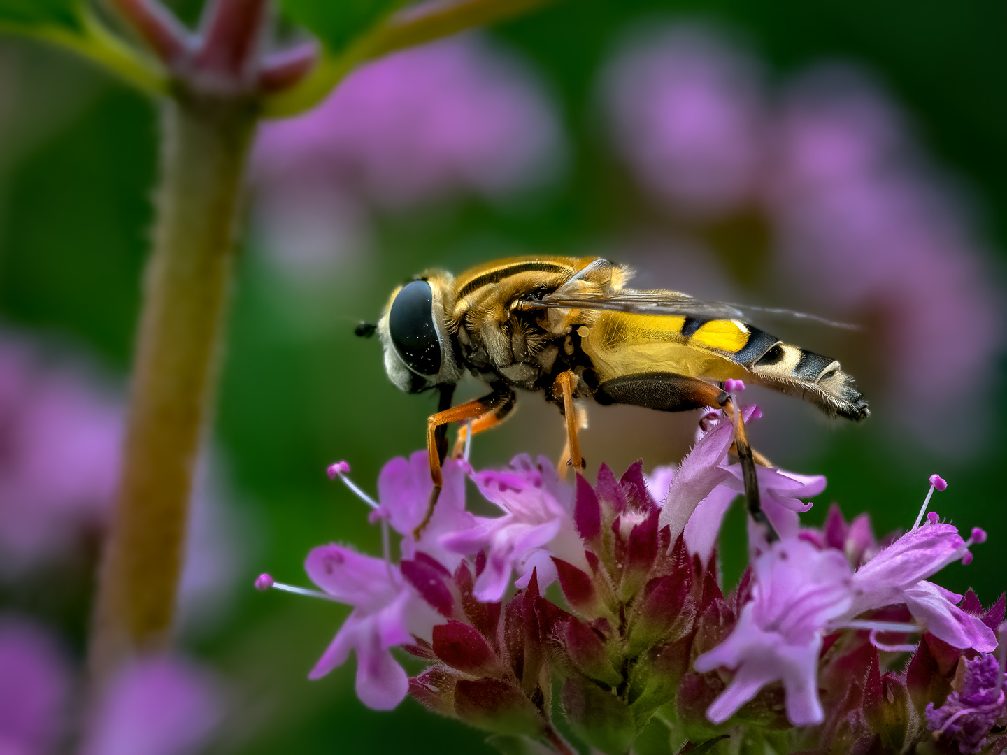 Tanz auf der Blüte