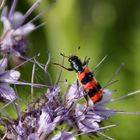 Tanz auf der Blüte