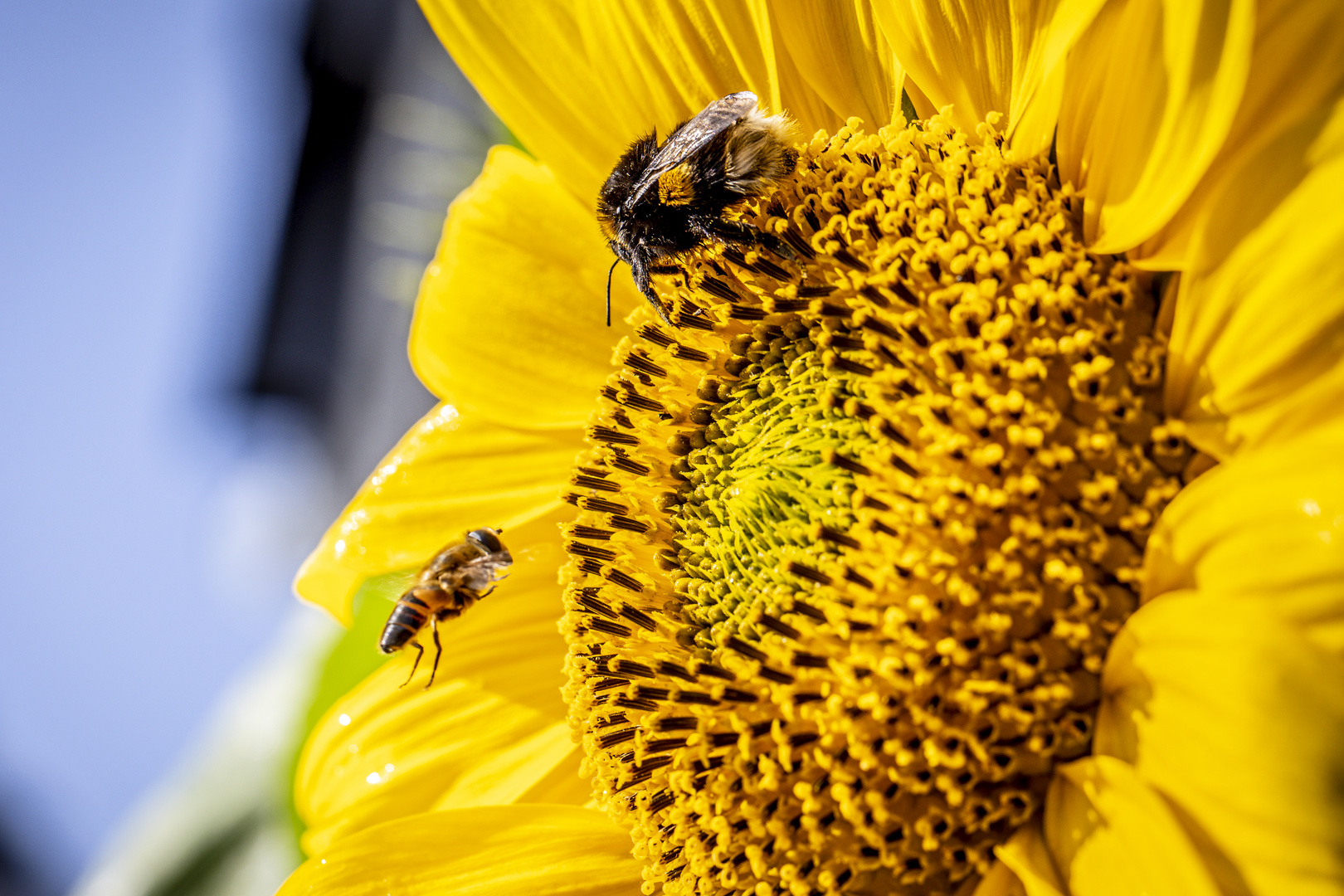 Tanz auf der Blume