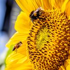 Tanz auf der Blume