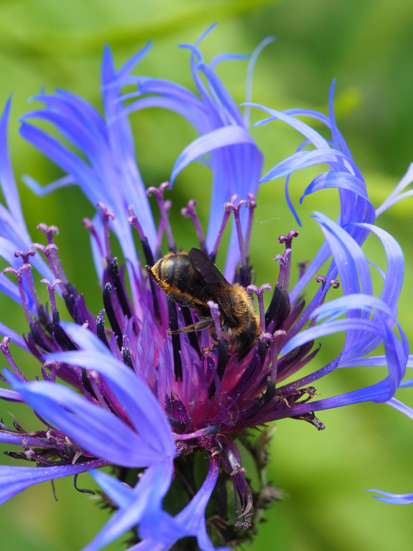 Tanz auf der Blume