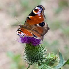 tanz auf der Distel