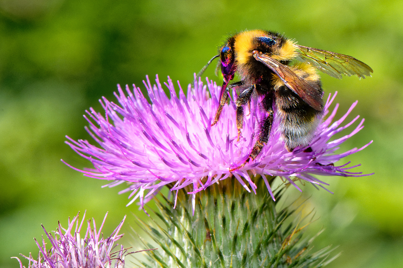 Tanz auf der Distel- Blüte