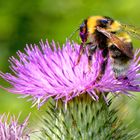 Tanz auf der Distel- Blüte