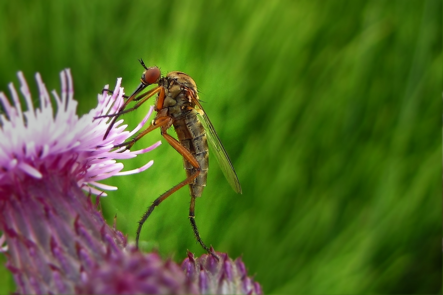 Tanz auf der Distel