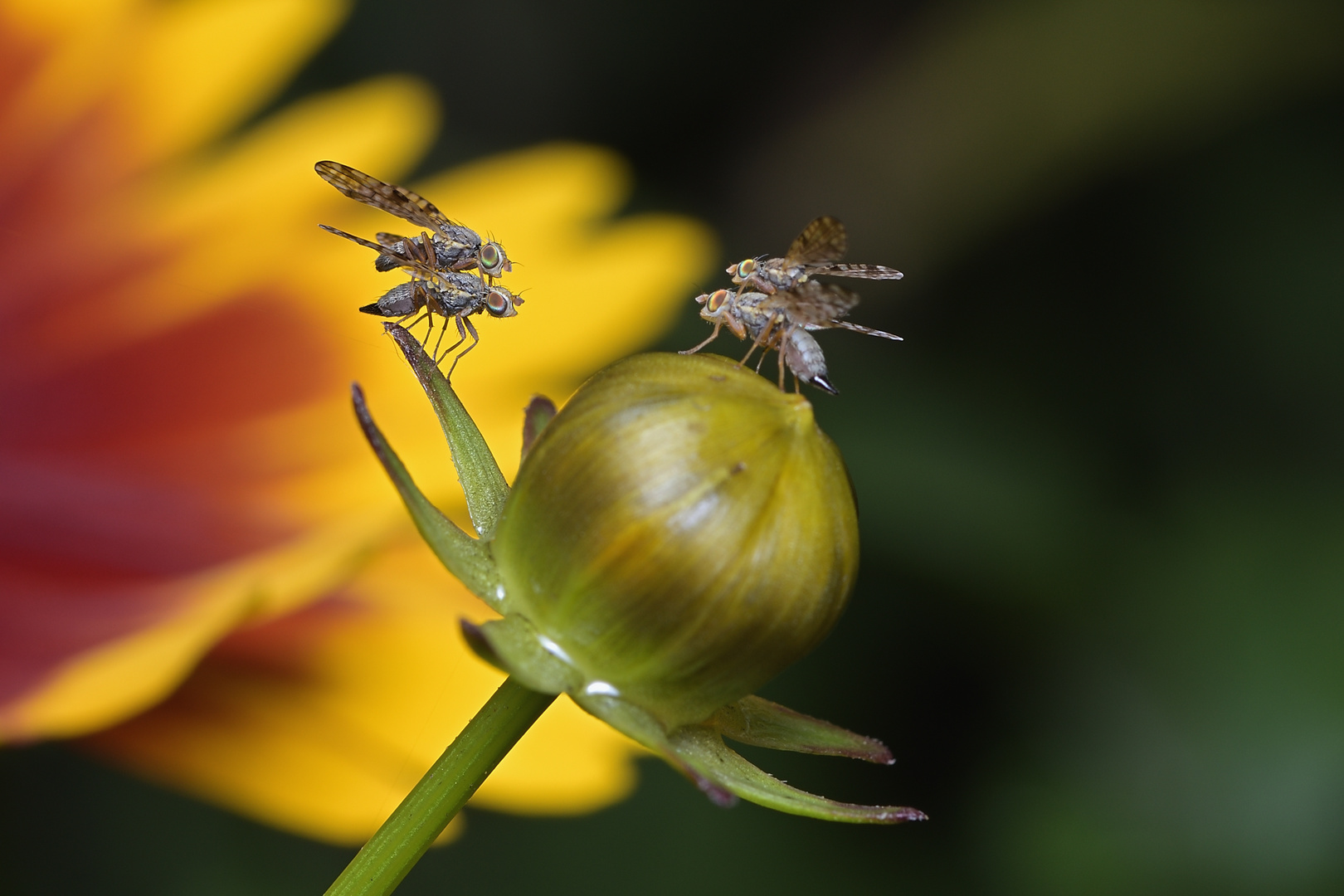 Tanz auf der Knospe