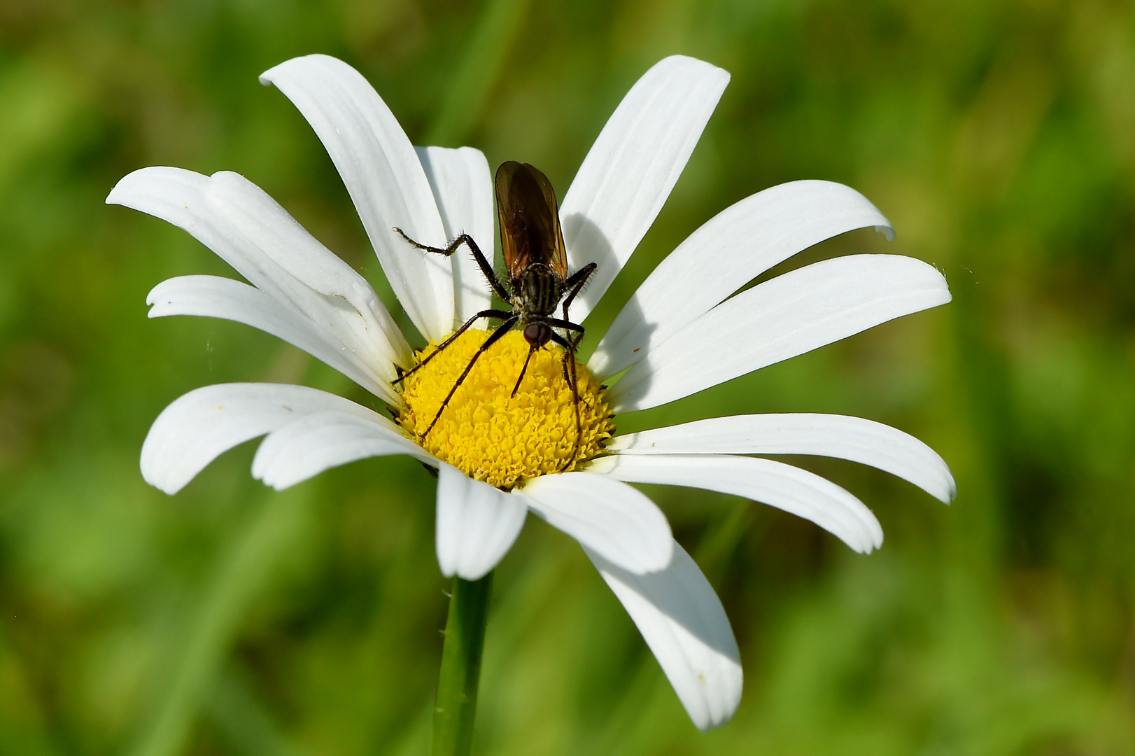 Tanz auf der Margerite