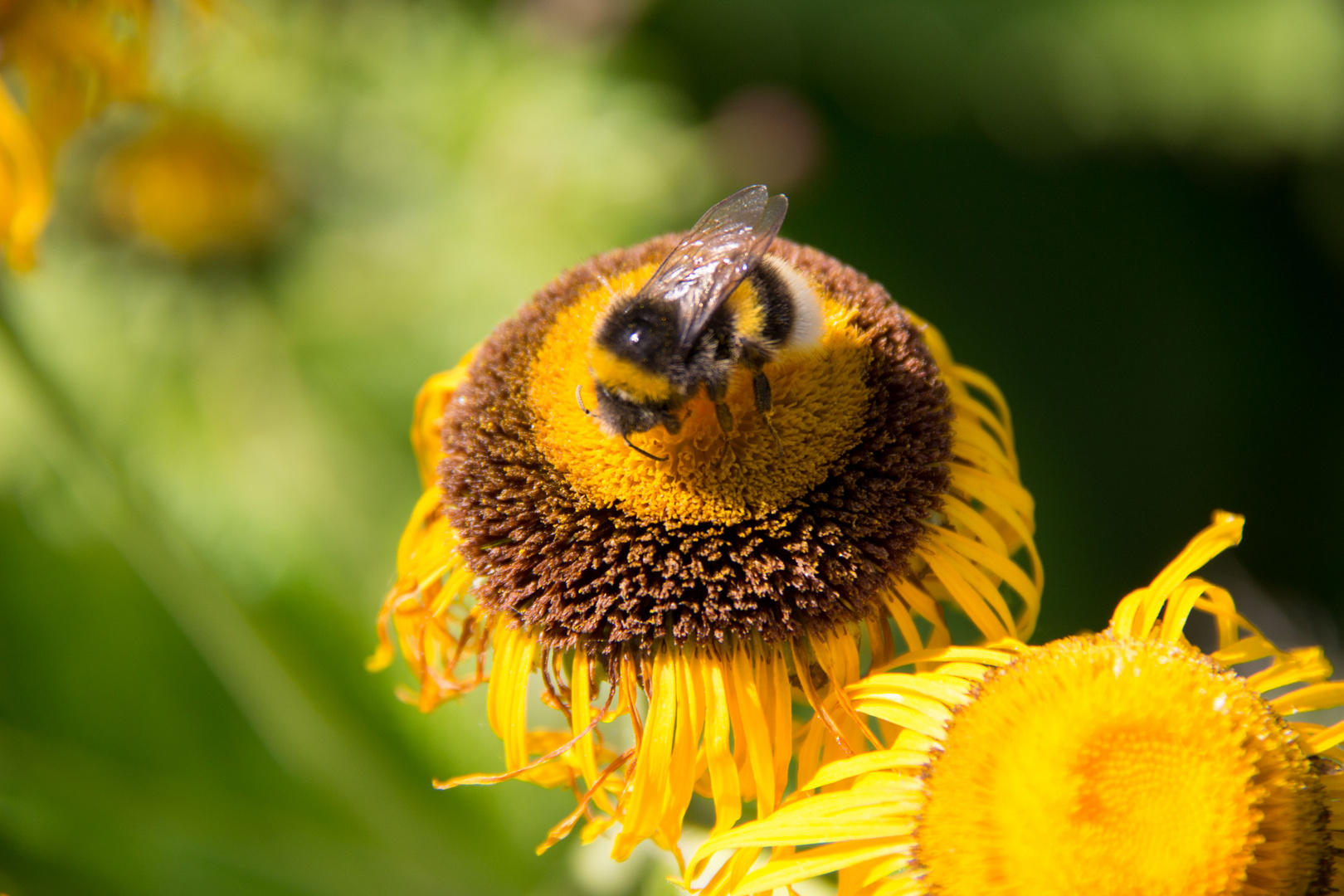 Tanz auf der Sonnenblume