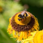 Tanz auf der Sonnenblume