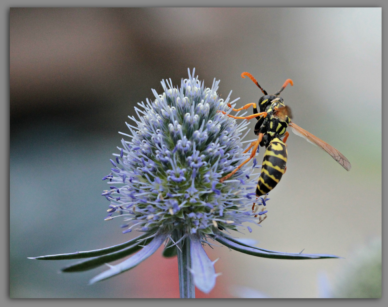 tanz auf einer distel