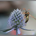 tanz auf einer distel