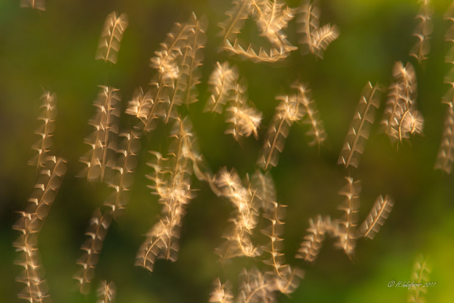 Tanz bei goldenen Herbstlicht