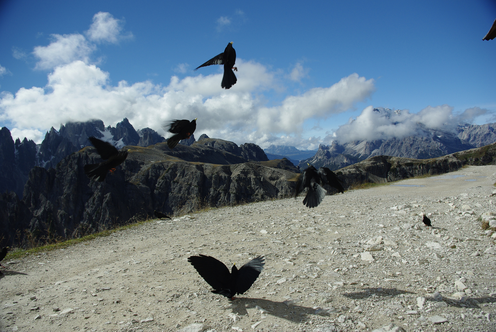 Tanz der Alpendohlen