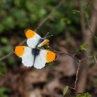 Tanz der Aurorafalter (Anthocharis cardamines)...