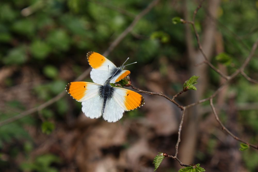 Tanz der Aurorafalter (Anthocharis cardamines)...