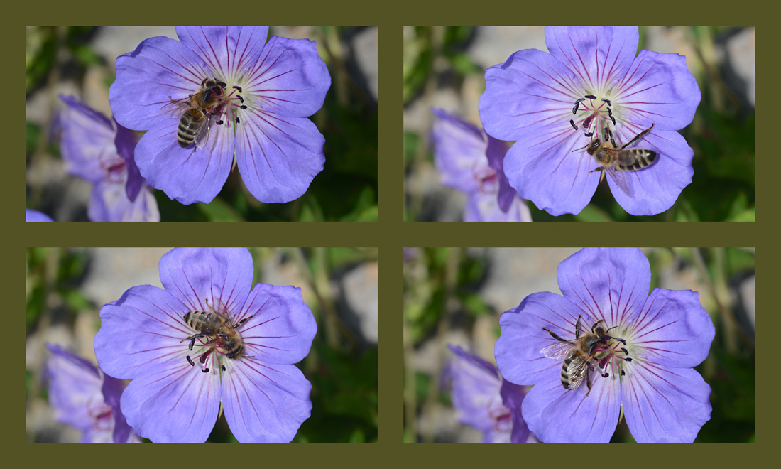 Tanz der Biene in der Blüte