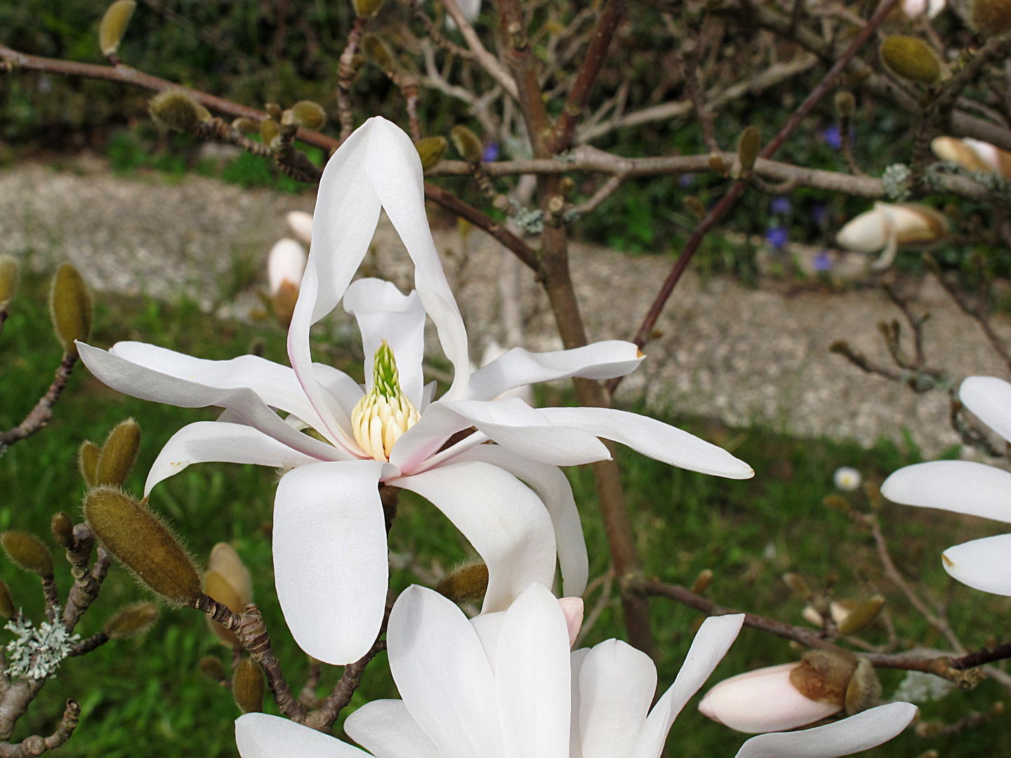 Tanz der Blüte