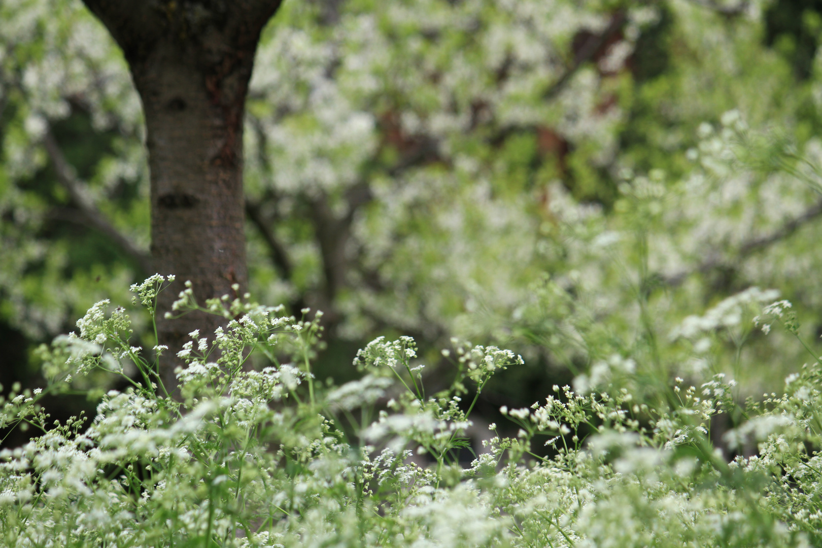 Tanz der Blüten