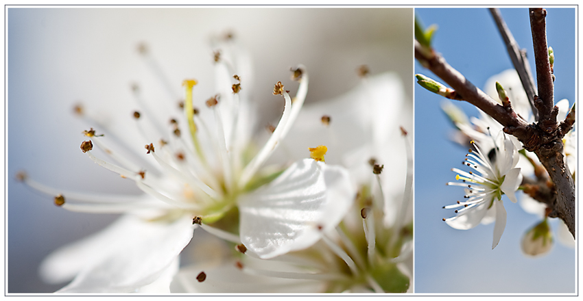 Tanz der Blüten