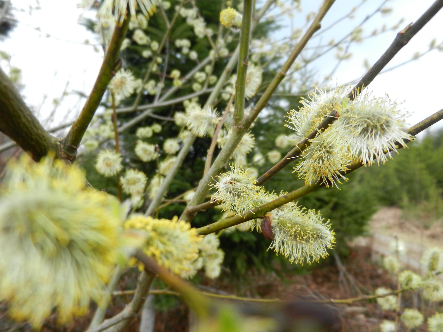 Tanz der Blüten