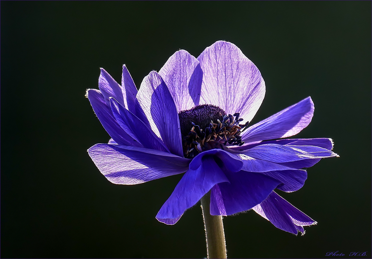 Tanz der  Blütenblätter  ~ ANEMONE