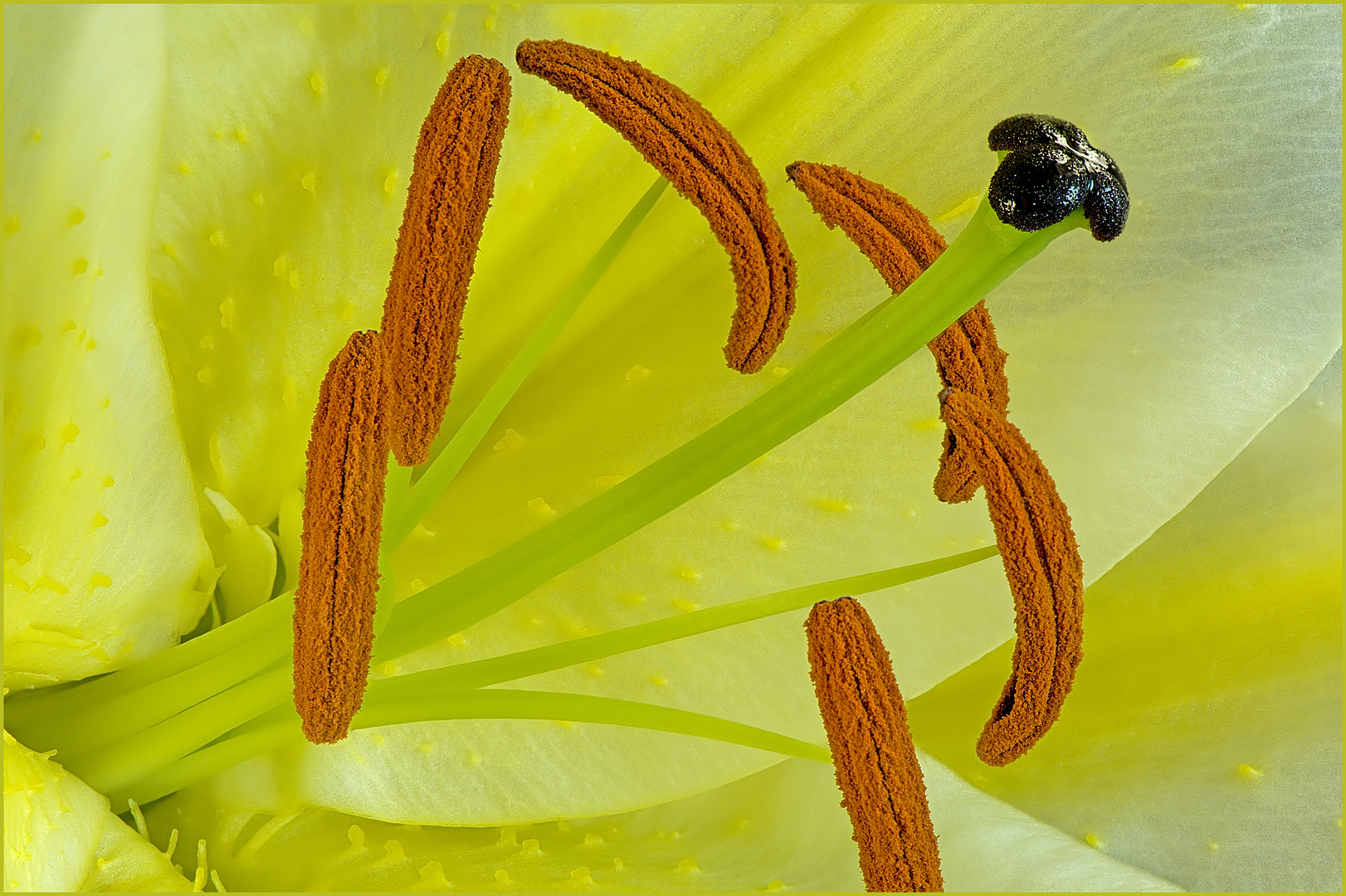 Tanz der Blütenpollen