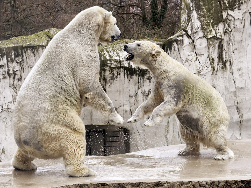Tanz der Eisbären