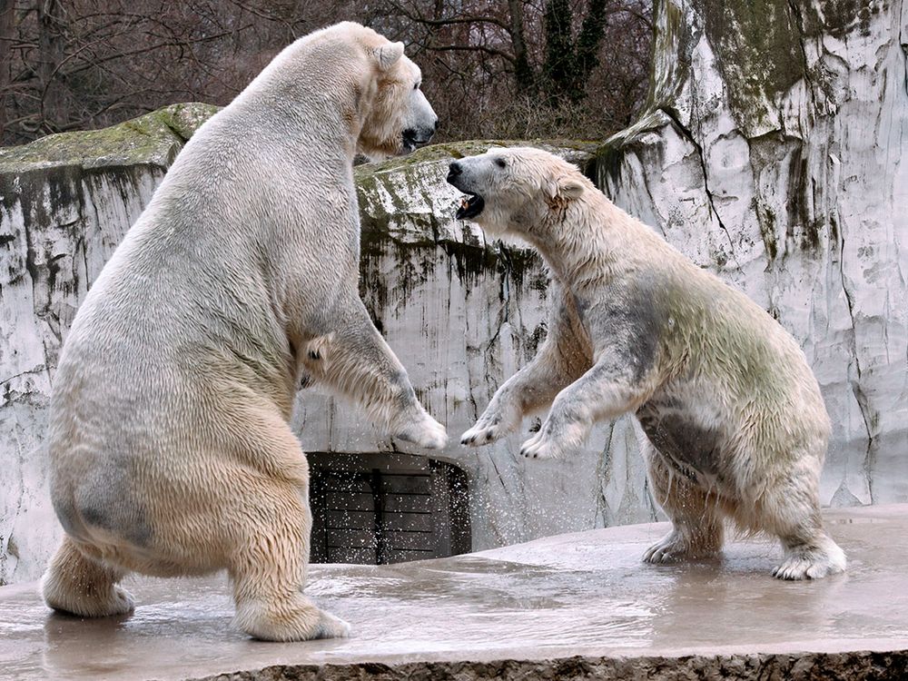 Tanz der Eisbären