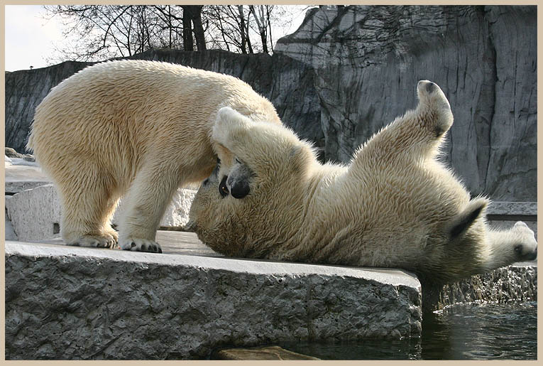 Tanz der Eisbären I