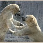 Tanz der Eisbären III