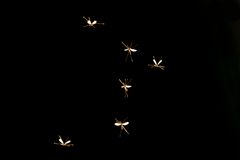  Tanz der Elfen ( Mücken)